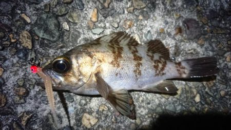 仕事終わりメバリング