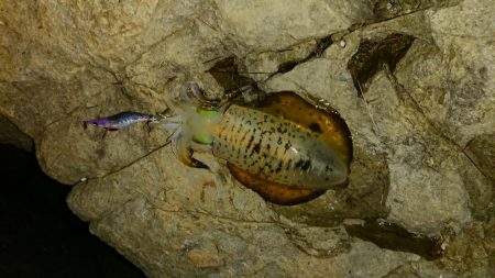 アオリイカを求めて