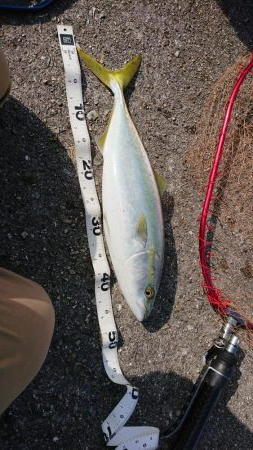 日の出渡船で ７番テトラ側