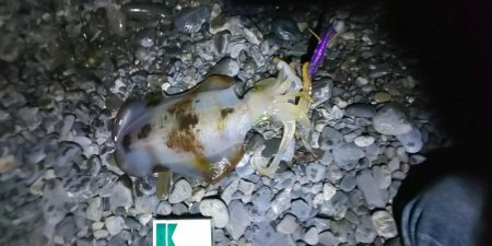 今年最後の釣行