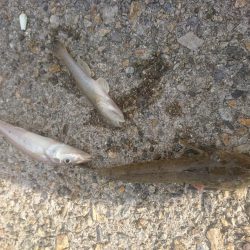 カレイ狙いでしたが…