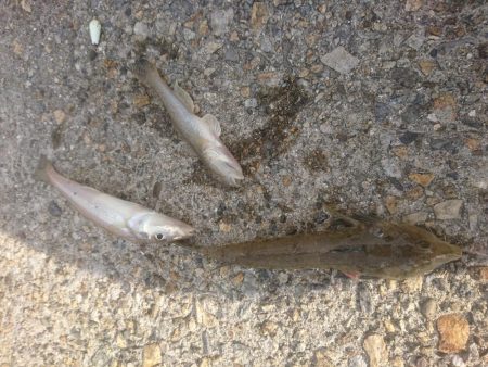 カレイ狙いでしたが…