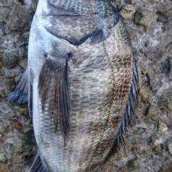 釣り納めフカセ