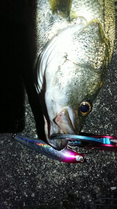 朝練下げ止まり前に何とか一本