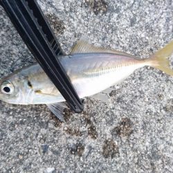 アジングサビキでアジとサバとイワシ