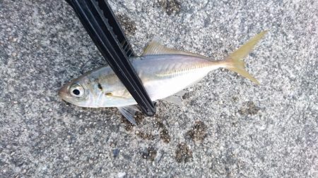 アジングサビキでアジとサバとイワシ