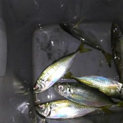 姫路寒空アジング