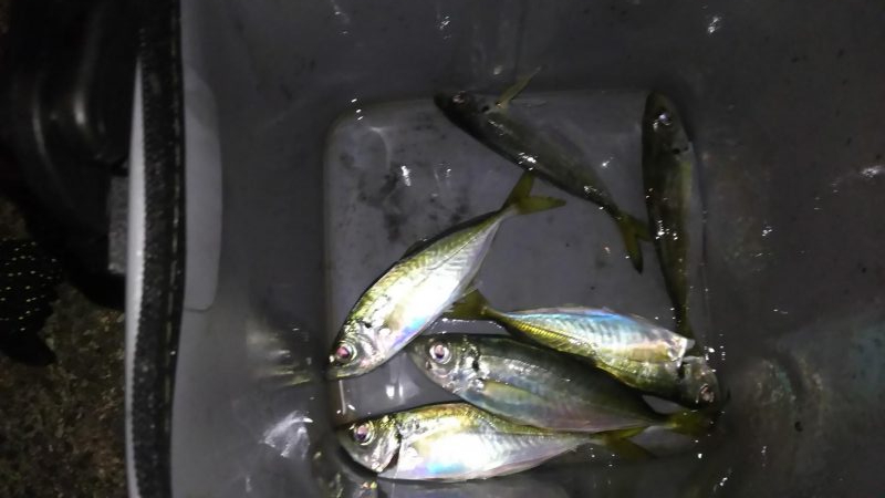 姫路寒空アジング