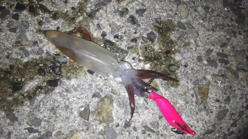 アジ&ヒイカ撃沈