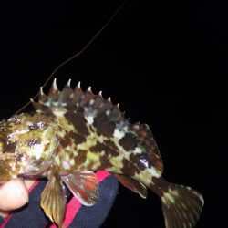 明石メバル調査