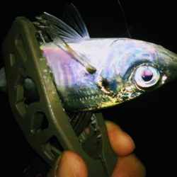 姫路極寒アジング