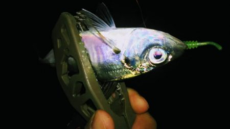 姫路極寒アジング