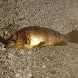 メバル、ガシラ、アジ