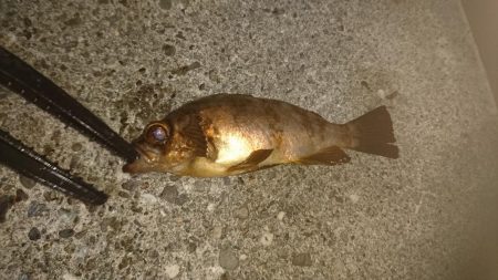 メバル、ガシラ、アジ