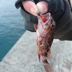 メバル、ガシラ、チャリコ