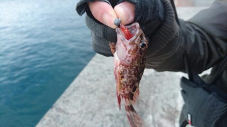 メバル、ガシラ、チャリコ