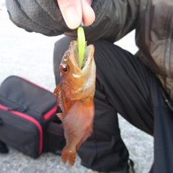 メバリングですが・・・