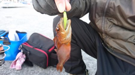 メバリングですが・・・