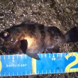 シーバスタックルでメバリング