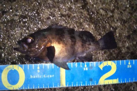 シーバスタックルでメバリング