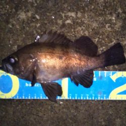 渋かったメバリング