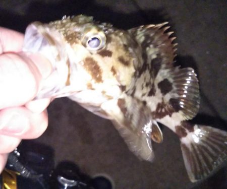 可愛いサイズの