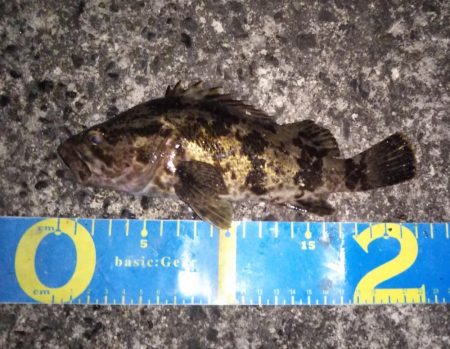 クリスマスライトゲーム