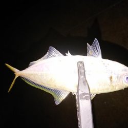 久々のアジング