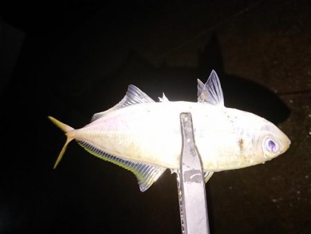 久々のアジング