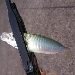 今日も入れ食い