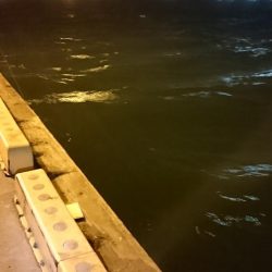 強風、南港タチウオ調査