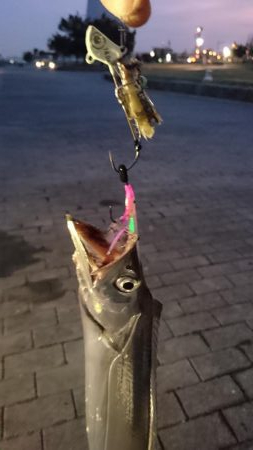 ｼｰｻｲﾄﾞｺｽﾓタチウオ最終調査のつもり…