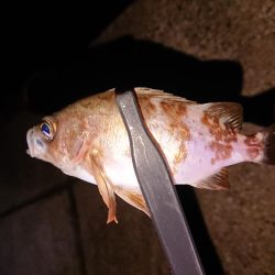 アジングからメバリング