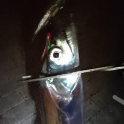 タチウオ釣れたらラッキーレベル