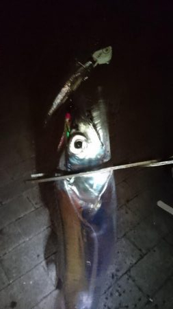 タチウオ釣れたらラッキーレベル