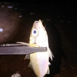 ヤリイカ初挑戦も撃沈