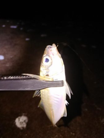 ヤリイカ初挑戦も撃沈