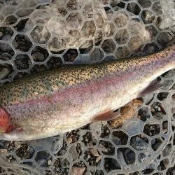 12月中旬の芥川エリアトラウトエントリー