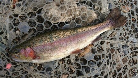 12月中旬の芥川エリアトラウトエントリー