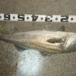 ランカーならず