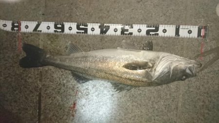 ランカーならず