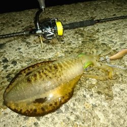 夕まずめ、回遊、連発