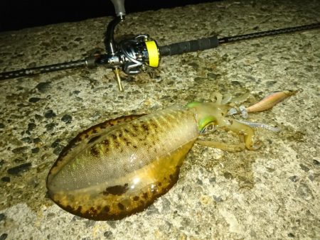 夕まずめ、回遊、連発