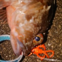 夕練ロックフィッシュ調査