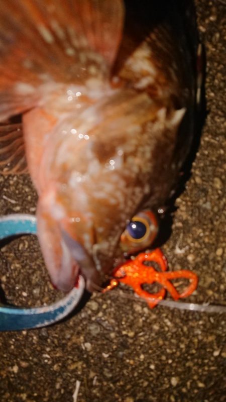 夕練ロックフィッシュ調査