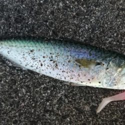 今日はクリスマスイブフィッシング！