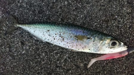 今日はクリスマスイブフィッシング！