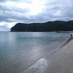 三重ヒラメ調査