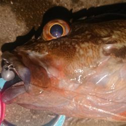 極寒朝練デカガシラキャッチ成功！