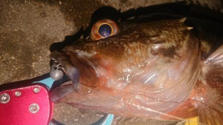 極寒朝練デカガシラキャッチ成功！